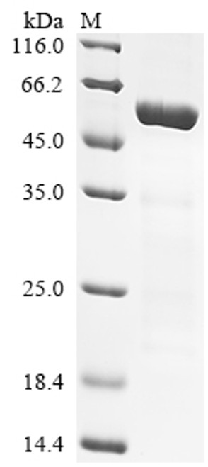 Recombinant Human Transcription factor Jun (JUN) (CSB-EP011972HUa2)