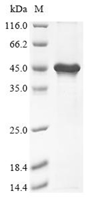 Recombinant Mouse Transcription factor PU.1 (Spi1) (CSB-EP022567MO)