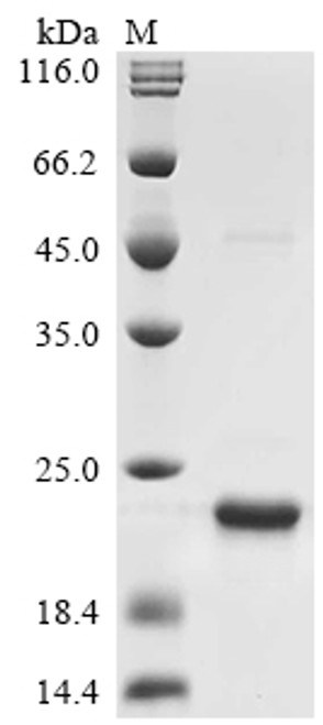 Recombinant Rickettsia typhi 17 kDa surface antigen (omp) (CSB-EP332866RNE)