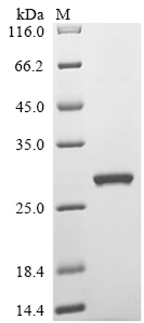 Recombinant Amaranthus caudatus Antimicrobial peptide 2 (CSB-EP340863AIHe0)