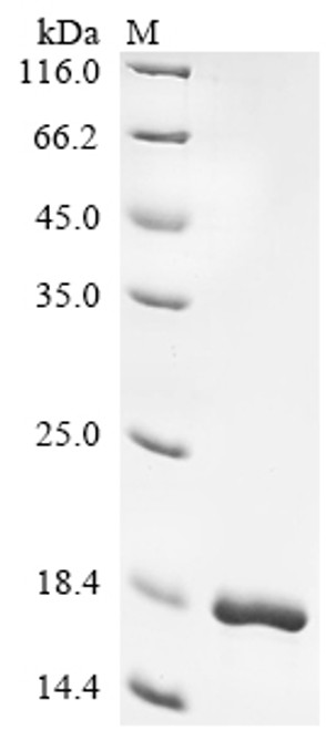 Recombinant Escherichia coli Curli assembly protein CsgC (csgC) (CSB-EP345969ENV)