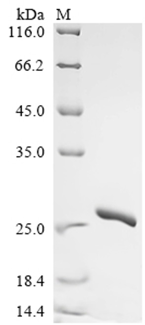 Recombinant Mouse Interleukin-18 (Il18) (N36H,M85A,K87G,E90R,V91A,L94K) (CSB-EP011608MO1(M))