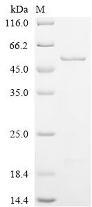 Recombinant Saccharomyces cerevisiae NADPH-dependent methylglyoxal reductase GRE2 (GRE2) (CSB-EP609123SVGa2)