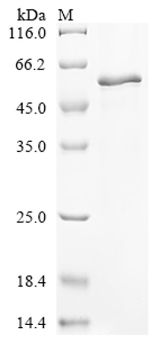 Recombinant Human Keratin, type I cuticular Ha2 (KRT32) (CSB-EP619878HU)