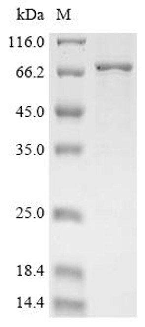 Recombinant Human Butyrophilin-like protein 3 (BTNL3), partial, Biotinylated (CSB-EP764943HU-B)