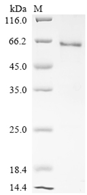 Recombinant Bovine Hepatocyte growth factor (HGF), partial (CSB-EP758831BOc7)