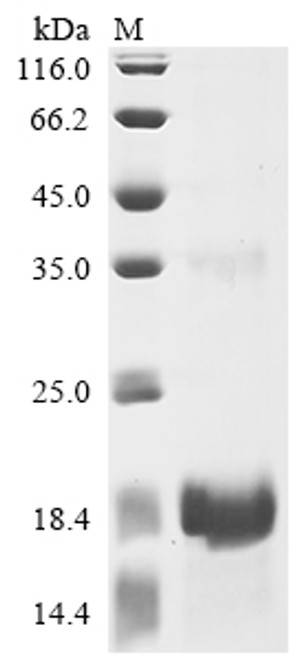 Recombinant Lama glama Interleukin-2 (IL2) (CSB-EP769693LBS)