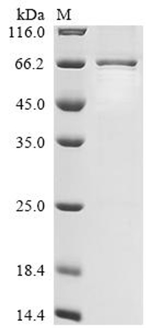 Recombinant Mouse La-related protein 6 (Larp6) (CSB-EP804379MO)