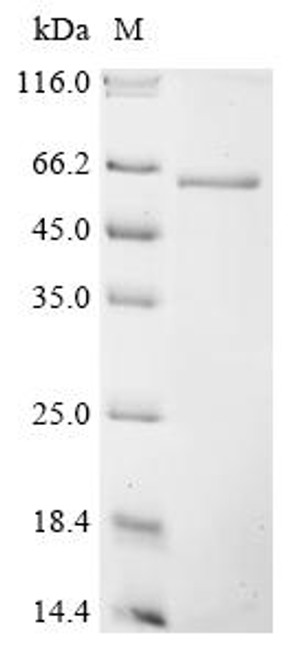 Recombinant Human CUGBP Elav-like family member 1 (CELF1) (CSB-EP846108HU)