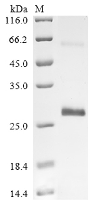 Recombinant Horse Vascular endothelial growth factor A (VEGFA) (CSB-EP025833HO)