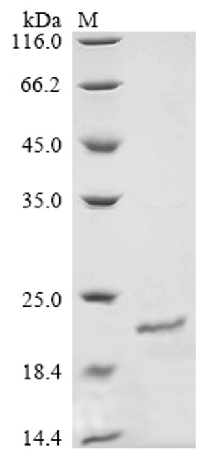Recombinant Mouse Otoraplin (Otor) (CSB-EP017277MO)