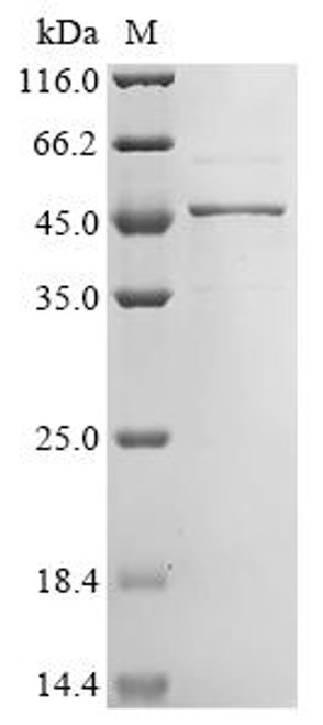 Recombinant Human Hypoxia-inducible factor 1-alpha inhibitor (HIF1AN) (CSB-EP865160HU)