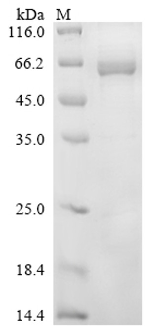 Recombinant Mouse Protein disulfide-isomerase A2 (Pdia2) (CSB-YP017719MOc7)