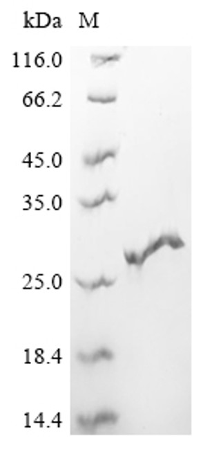 Recombinant Macaca fascicularis Interferon gamma (IFNG) (CSB-YP011050MOV)