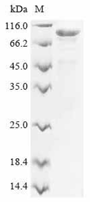 Recombinant Human Mucin-7 (MUC7) (CSB-YP851529HU)