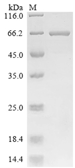 Recombinant Lordsdale virus Capsid protein (ORF2), Biotinylated (CSB-MP346571LIV(A4)-B)