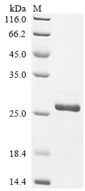Recombinant Chicken Fibroblast growth factor 2 (FGF2) (CSB-EP008625CHc7)