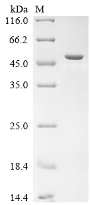 Recombinant Bovine Primary amine oxidase, lung isozyme, partial (CSB-EP524305BO)