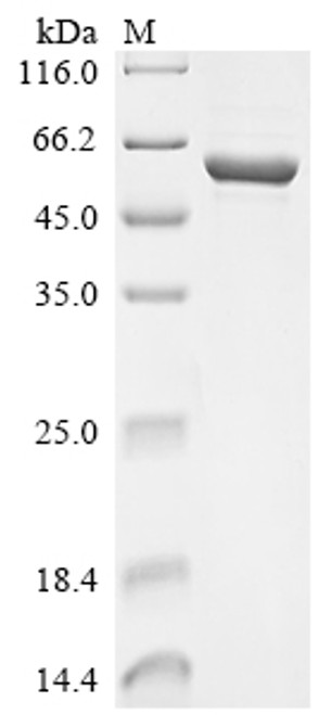 Recombinant Musa acuminata UTP--glucose-1-phosphate uridylyltransferase (UGPA) (CSB-EP874393MVBc7)