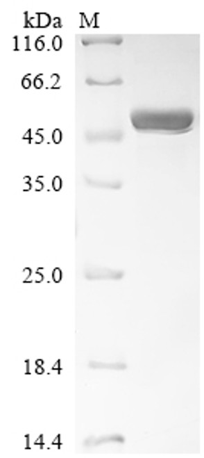 Recombinant Enterobacteria phage f1 Replication-associated protein G2P (II) (CSB-EP304002ECHb1)