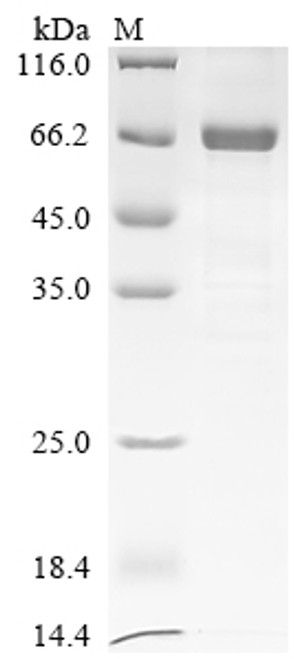 Recombinant Sindbis virus Non-structural polyprotein, partial (CSB-EP361019SHZ)