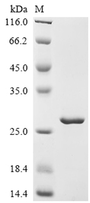 Recombinant Macaca fascicularis Myoglobin (MB) (CSB-EP013529MOV)