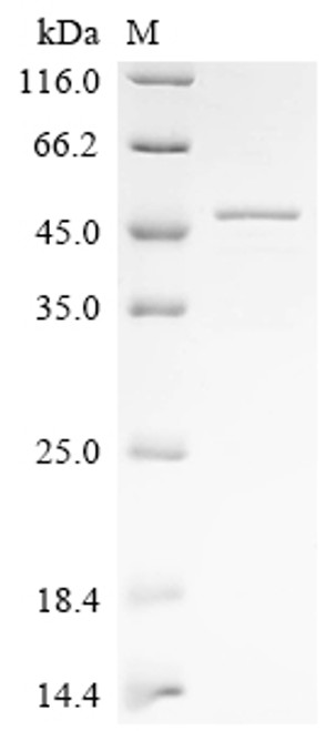 Recombinant Mouse Calpain-3 (Capn3), partial (CSB-EP720693MO)