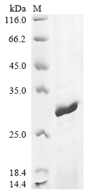 Recombinant Mouse Peroxiredoxin-4 (Prdx4) (L41YGRKKRRQRRRL) (CSB-EP522510MO(M))
