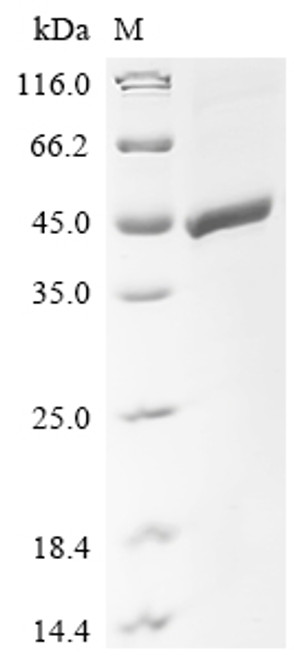 Recombinant Mouse Zona pellucida sperm-binding protein 3 (Zp3) (CSB-EP027121MO1)