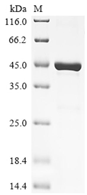 Recombinant Rat Lysosomal phospholipase A and acyltransferase (Pla2g15) (CSB-EP727770RA)