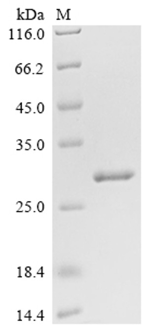 Recombinant Chlamydomonas moewusii DNA endonuclease I-CeuI (CSB-EP341353CIX(M))