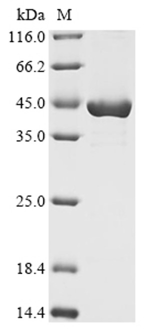 Recombinant Enterobacteria phage T4 Recombination and repair protein (UVSX) (CSB-EP361289EDZe1)
