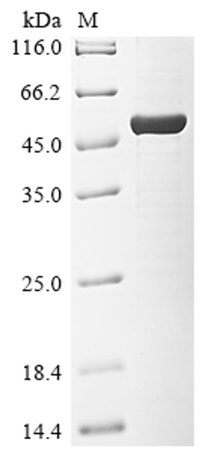 Recombinant Arabidopsis thaliana Alpha-1,3-mannosyl-glycoprotein 2-beta-N-acetylglucosaminyltransferase (GNTI), partial (CSB-EP894034DOA)