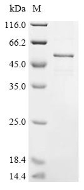Recombinant Mouse Cis-aconitate decarboxylase (Acod1) (CSB-EP011825MOa0)