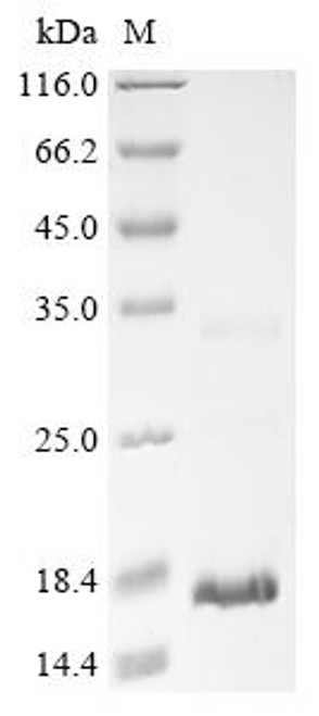 Recombinant Naja sputatrix Cytotoxin 1 (CSB-EP526054NFH)