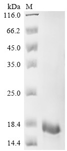 Recombinant Pig T-cell surface glycoprotein CD3 epsilon chain (CD3E), partial (CSB-EP801781PI)