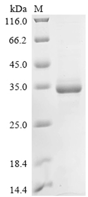 Recombinant Mouse Apolipoprotein A-I (Apoa1) (CSB-EP001913MOb1)