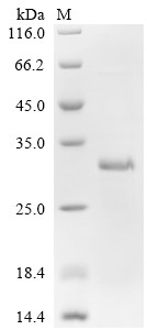 Recombinant Human Interleukin-4 receptor subunit alpha (IL4R), partial (CSB-EP011661HU1)