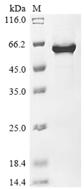 Recombinant Streptococcus mutans serotype c Cell surface antigen I/II (spaP), partial (CSB-EP340548FMR)