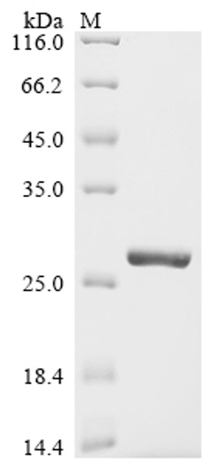 Recombinant Streptococcus pneumoniae serotype 4 ribosomal protein S12 (rpsL) (CSB-EP363525FMW)
