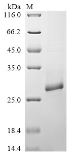 Recombinant Salmonella typhimurium Probable csgAB operon transcriptional regulatory protein (csgD) (CSB-EP525184SXB)