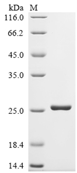 Recombinant Escherichia coli LPS-assembly lipoprotein lptE (lptE) (CSB-EP359922ENV)