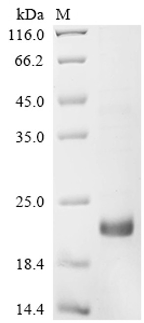 Recombinant Arabidopsis thaliana Defensin-like protein 2 (PDF2.2) (CSB-EP658581DOA)
