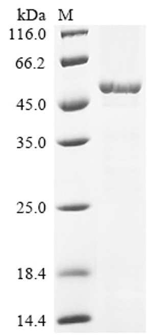 Recombinant Escherichia coli Cell shape-determining protein MreB (mreB) (CSB-EP359362ENV)