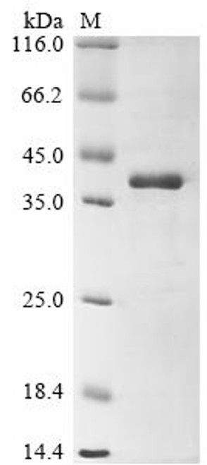 Recombinant Juniperus ashei Pectate lyase 1 (CSB-EP305864JANe1)