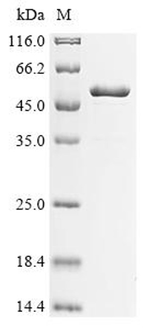 Recombinant Pseudomonas putida RNA polymerase sigma factor RpoS (rpoS) (CSB-EP4767GTH)