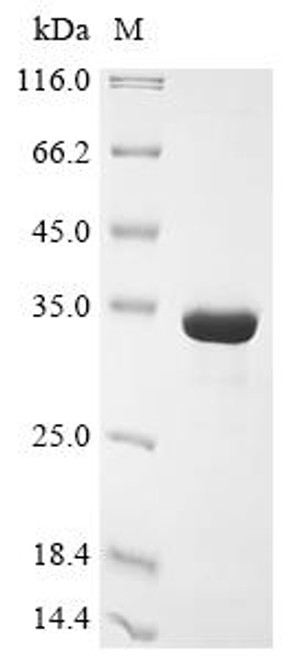 Recombinant Mouse Microtubule-associated protein 1S (Map1s), partial (CSB-EP013407MO)