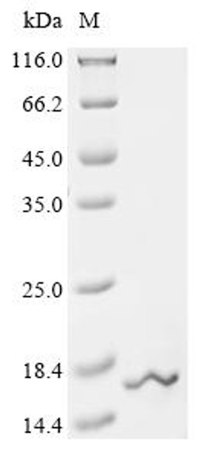 Recombinant Mouse Ubiquitin-like protein FUBI (Fau) (CSB-EP330458MO)