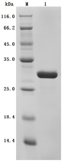 Recombinant Human Myosin regulatory light chain 12A (MYL12A) (Active) (CSB-EP015307HUc7)