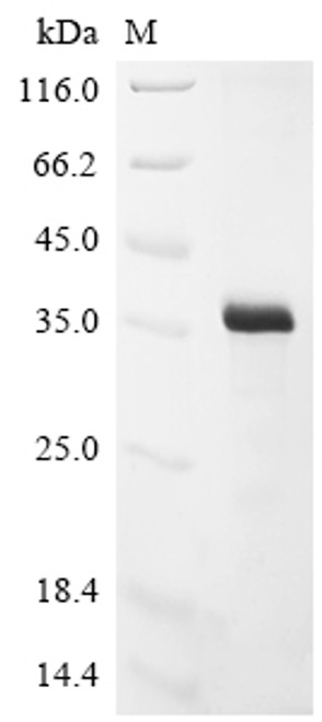 Recombinant Vaccinia virus Soluble interferon gamma receptor OPG193 (OPG193) (CSB-EP322719VAA)